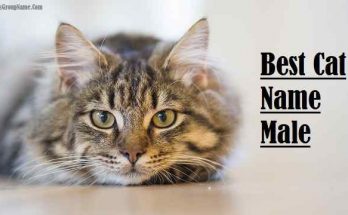 Best Cat Name Male For Funny, Cool & Unique Names List 1 Best Cat Name Male, cat