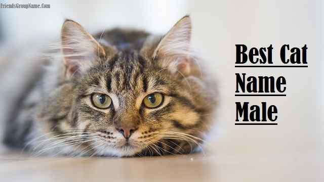 Really Cool Names For Cats