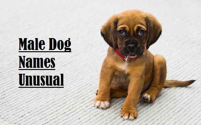 Male Dog Names Unusual - Funny Ideas For Naming Male Puppies!