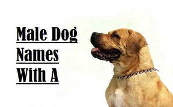 Male Dog Names With A - Great Ideas For Naming Male Dog 1 Male Dog Names With A