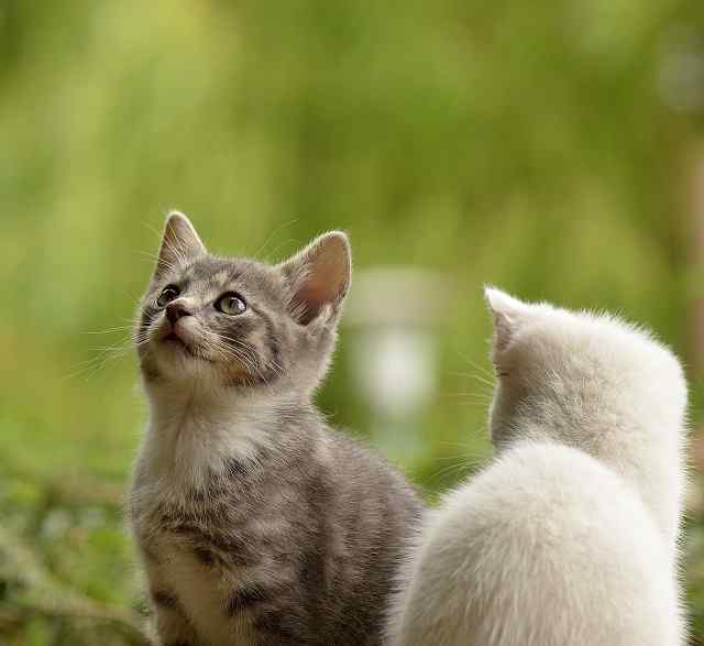 Male Kitten Names: [2022] Most Popular Unique And Funny