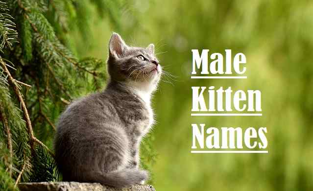Male Kitten Names, cat