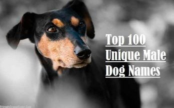 Top 100 Unique Male Dog Names to Unusual And Badass 1 Top 100 Unique Male Dog Names
