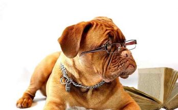 Badass Dog Names 2020 - Most Famous Names for Male & Female 1 Badass Dog Names, male, female, boy
