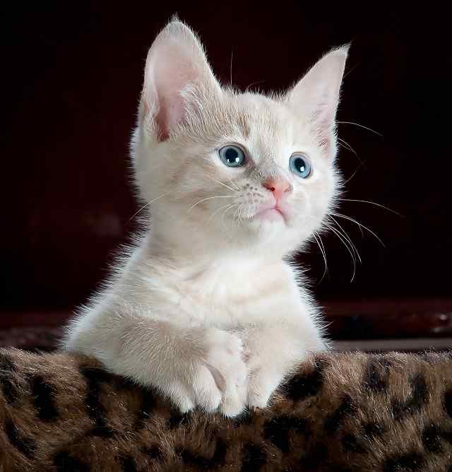  Girl Kitty Names Search 150 Cute And Famous Cat Names 