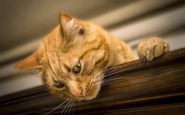 🐈Good Cat Boy Names - Search 150+ Awesome Cat Names List 2 Good Cat Boy Names