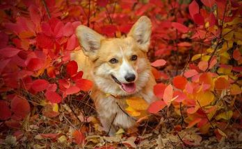 Hawaiian Dog Names - Find the for Your Man And Female Dog Names 1 Hawaiian Dog Names