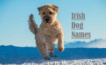 Irish Dog Names - Boy And Girl /Female Name Ideas for Your Dog 1 Irish Dog Names