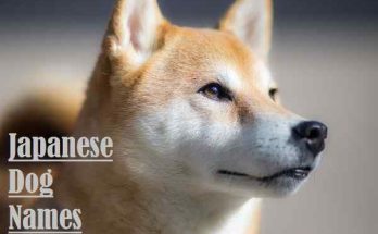 Japanese Dog Names: All About Male & Girls / Female Name Ideas 1 Japanese Dog Names, dog