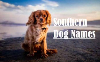 Southern Dog Names | Popular Male and Female Dog Names 1 Southern Dog Names, cat