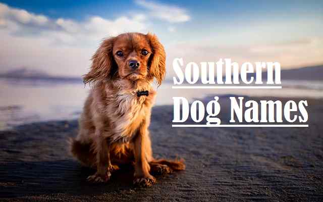 Southern Dog Names, cat