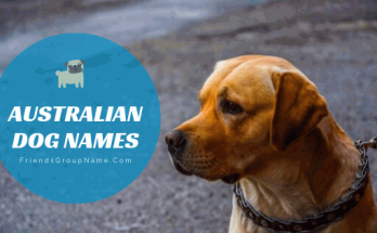 Best Australian Dog Names For Male And Female Names List 1 Australian Dog Names, dog names