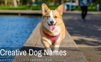 Creative Dog Names For Male And Female Name List 2020 1 Creative Dog Names, dog names