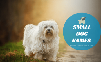 Small Dog Names For Male And Female Name List 2020 1 Small Dog Names, dog names