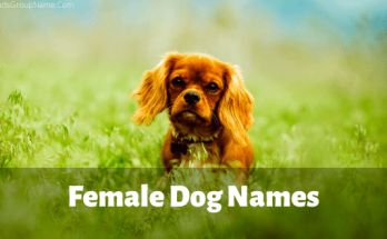 Female Dog Names - 2020: Funny, Cute And Best Dog Name List 1 Female Dog Names, girl dog,