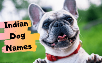 Indian Dog Names【2020】For Best Boy And Girl Dog Name List In Hindi 1 Indian Dog Names, dog