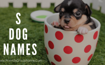 Dog Names That Start With S【2020】Best Male & Female Name List 1 Dog Names That Start With S,