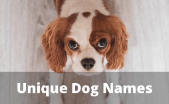 Unique Dog Names【2020】For Best Male & Female Dog Name List 1 Unique Dog Names, dog names