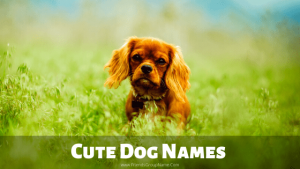 Cute Dog Names【2023】For Funny Boy & Girl Names List