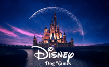 Disney Dog Names【2020】For Funny Male & Female Dog Names List 1 Disney Dog Names, Disney