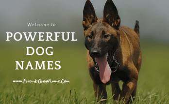 Powerful Dog Names【2020】For Best Male & Female Dog Names list 1 Powerful Dog Names, dog names, dog