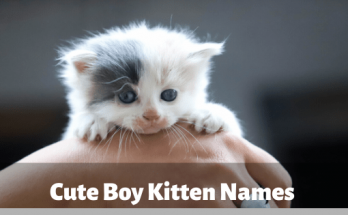 Cute Boy Kitten Names 【2020】For Funny & Best Cat Names List 1 Cute Boy Kitten Names, kitten, cat