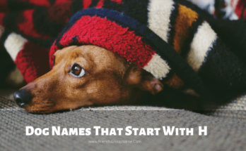 Dog Names That Start With H【2020】For Funny & Best Names List 1 Dog Names That Start With H, dog names