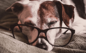 Dog Names That Start With T【2020】For Funny & Best Puppy Dog Names List 1 Dog Names That Start With T, t dog names