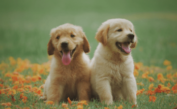 Dog Names That Start With P【2020】For Funny Boy & Girl Puppy Names List 1 Dog Names That Start With P, dog names