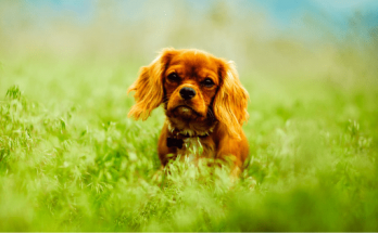 Girl Puppy Names【2020】For Funny & Best Dog Names List 1 Girl Puppy Names,dog
