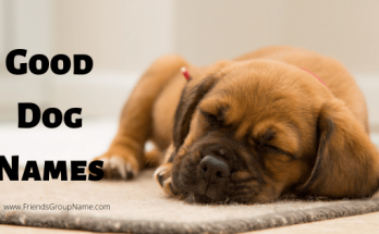 Good Dog Names 【2020】For Funny & Best Puppy Names List 1 badass dog names, puppy, dog