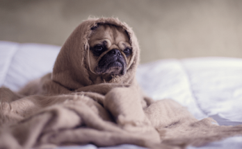 J Dog Names【2020】For Funny & Best Puppy Names List 1 J Dog Names, dog names