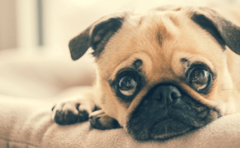 Male Puppy Names 【2020】For Funny & Best Dog Names List 1 Male Puppy Names, puppy, dog