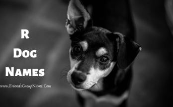 R Dog Names【2020】For Funny & Best Dog Names List 1 R Dog Names, dog names