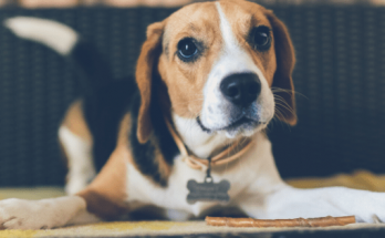 K Dog Names【2020】For Funny, Best & Cool Puppy Names List 1 K Dog Names, Dog Names