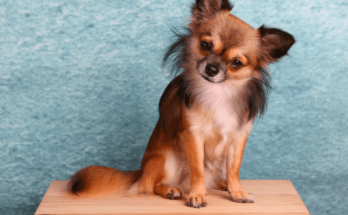 Boy Puppy Names 【2020】Best, Cute & Unique Male Dog Names List 1 Boy Puppy Names, male puppy names