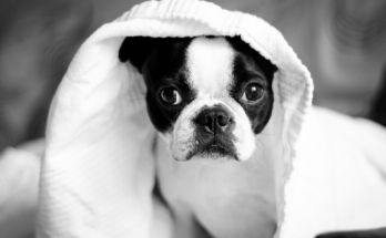 Dog Names That Start With C 【2020】For Funny & Best Names List 1 Dog Names That Start With C, dog