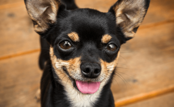 Dog Names That Start With E【2020】For Funny & Best Names List 1 Dog Names That Start With E, dog, dog names