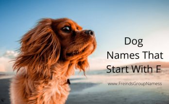 Dog Names That Start With F【2020】Funny & Best Puppy Names List 1 Dog Names That Start With F, dog names