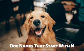Dog Names That Start With N 【2020】Funny & Best Names List 1 Dog Names That Start With N, dog names