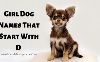 Girl Dog Names That Start With D【2021】Funny & Unique Pet Names 1 Girl Dog Names That Start With D, girl dog names, girls dog