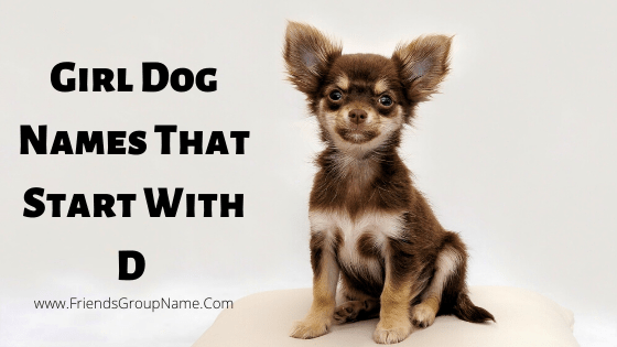 Dog Names That Start With D Girl