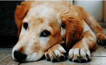 Girl Dog Names That Start With K【2020】Best & Funny Female Names 1 Girl Dog Names That Start With K, girl dog, dog
