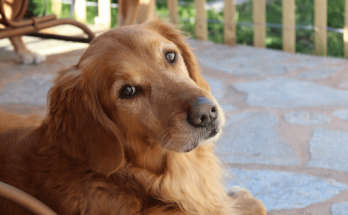 Girl Dog Names That Start With l【2020】Best & Funny Puppy Names List 1 Girl Dog Names That Start With l, dog names