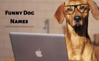 Funny Dog Names 【2020】For Best, Funny Boy & Girl Puppy Names 1 Funny Dog Names, dog names, puppy names,