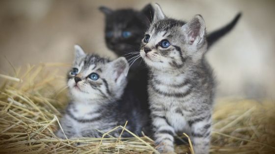 Cute Kitten Names【2022】Unique, Famous Boy & Girl Cat Names