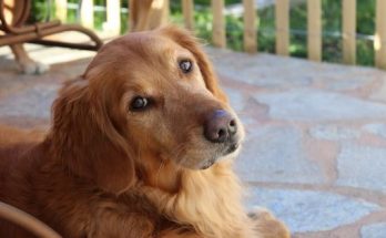Original Dog Names 【2020】For Best, Funny Boy & Girl Puppy Name List 1 Original Dog Names, Original Dog, dog names